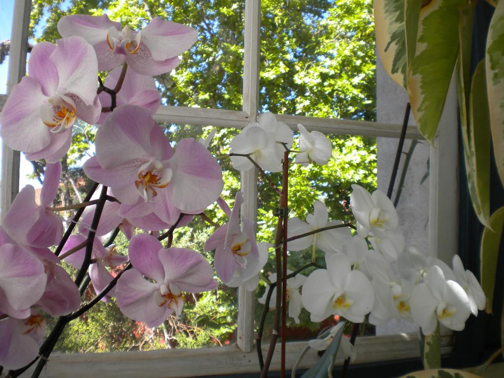 Casa Dos Vargos Bed & Breakfast ตอร์เฮสนอวาส ภายนอก รูปภาพ